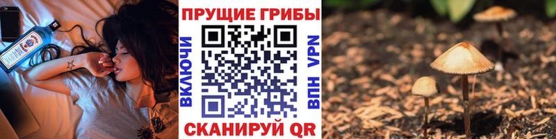 сколько стоит Шиханы мега маркетплейс Псилоцибиновые грибы Cubensis